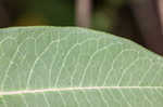 Purple milkweed